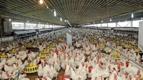 نوسانات قیمت مرغ تا کی قرار است ادامه داشته باشد؟