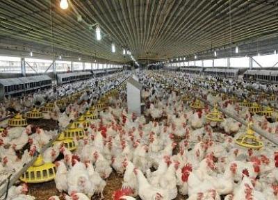 نوسانات قیمت مرغ تا کی قرار است ادامه داشته باشد؟