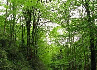 ورود به تمام پارک های جنگلی در روز طبیعت رایگان شد